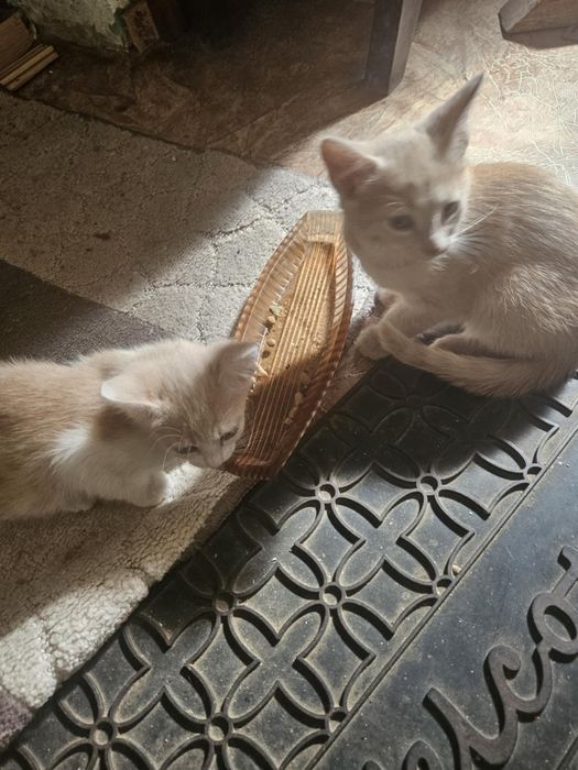 Кошенята в добрі руки