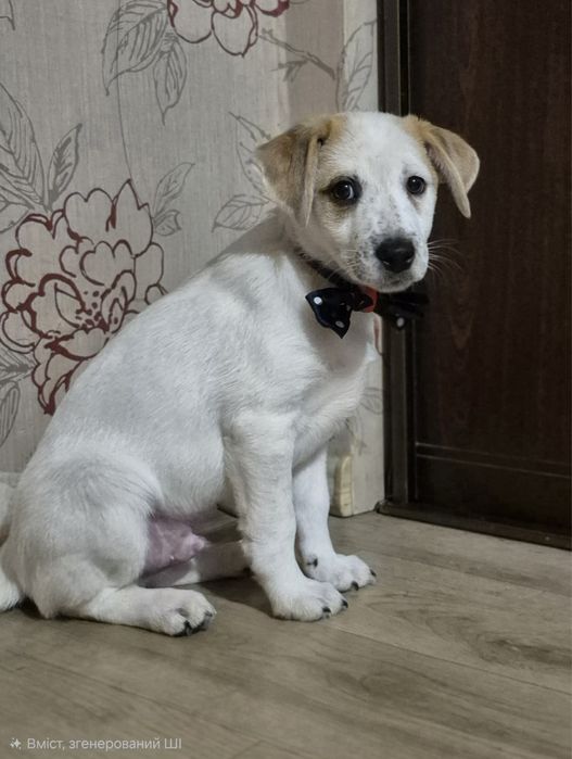 Джек расел терьер метисы