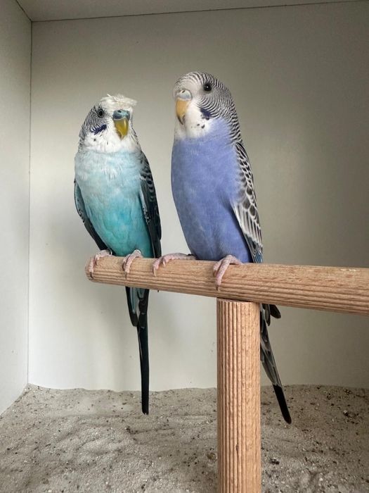 Casais de periquitos asa negra puro e portador