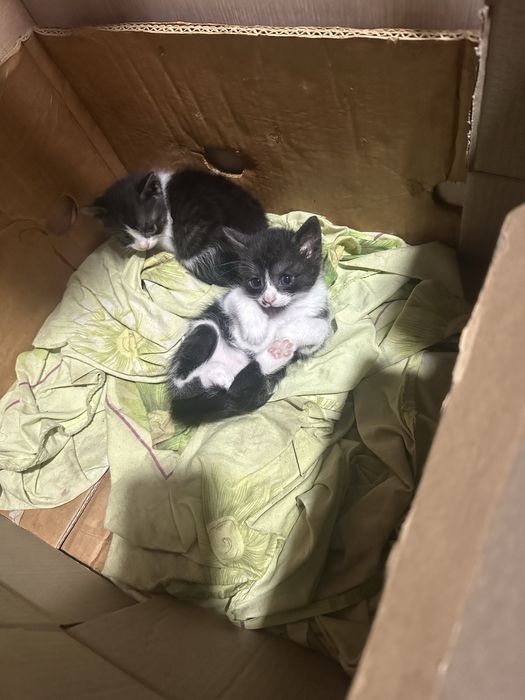 Безкоштовно!!!Кошенята