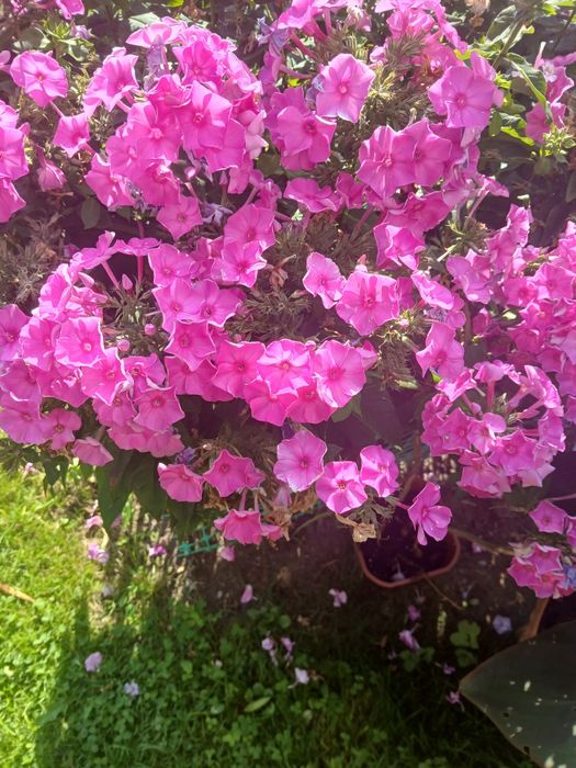 Floks wiechowaty karpa bylina