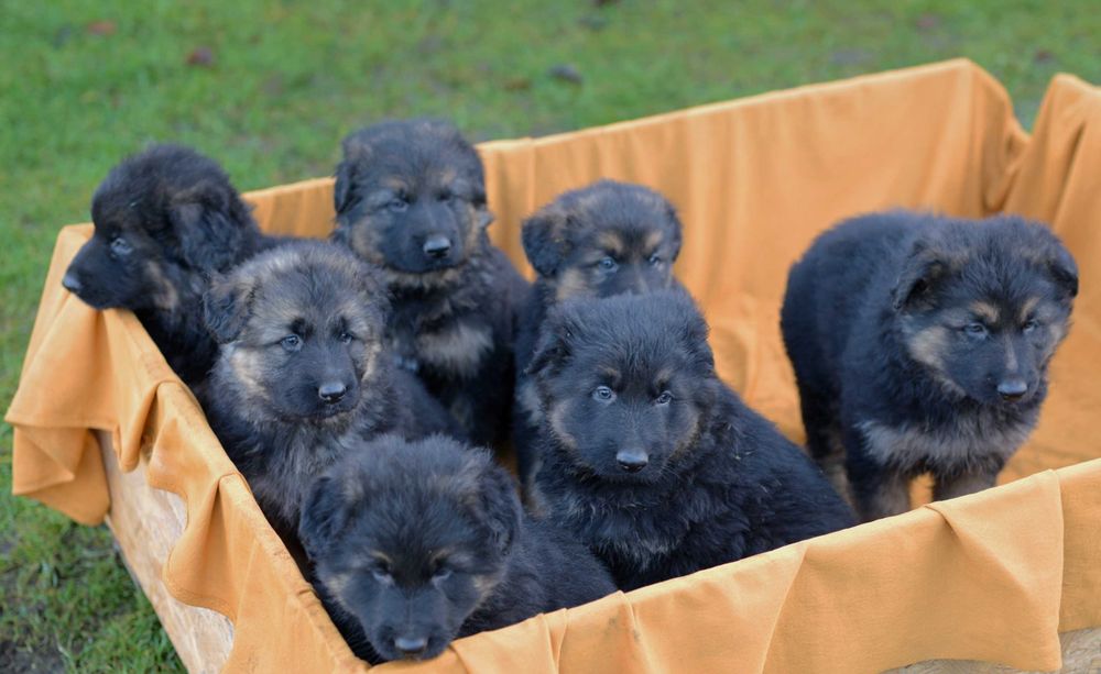 Owczarek niemiecki  długowłosy