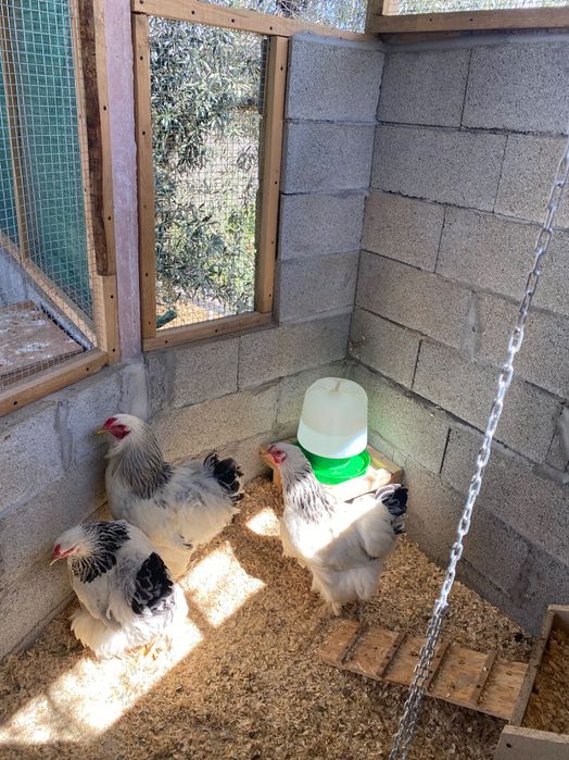 Ovos galados de várias raças