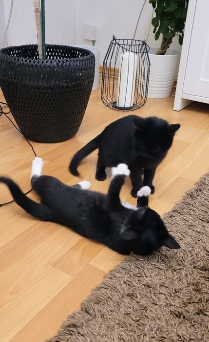 Czarne koteczki  czekają na dom