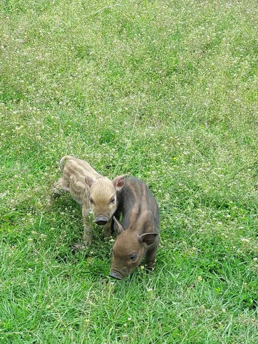 поросята породи мангал