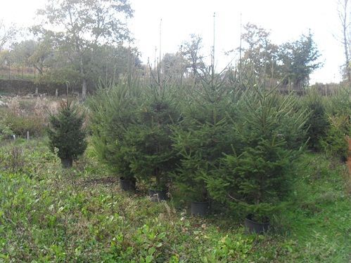 Tenho 4 pinheiros diferentes de natal ou jardim