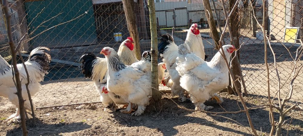 Брама брами інкубаційне яйце  кури курка курині яйця