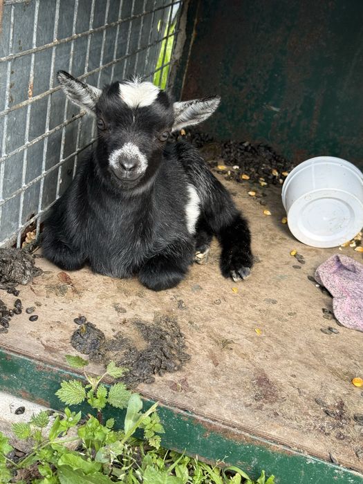 Cabrito anão novo