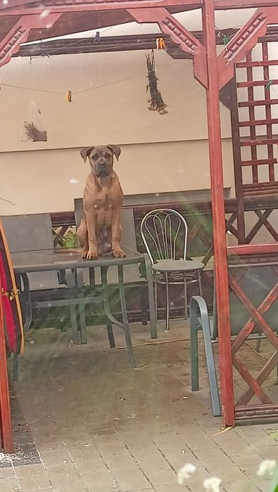 Zaginął pies rasy Cane Corso