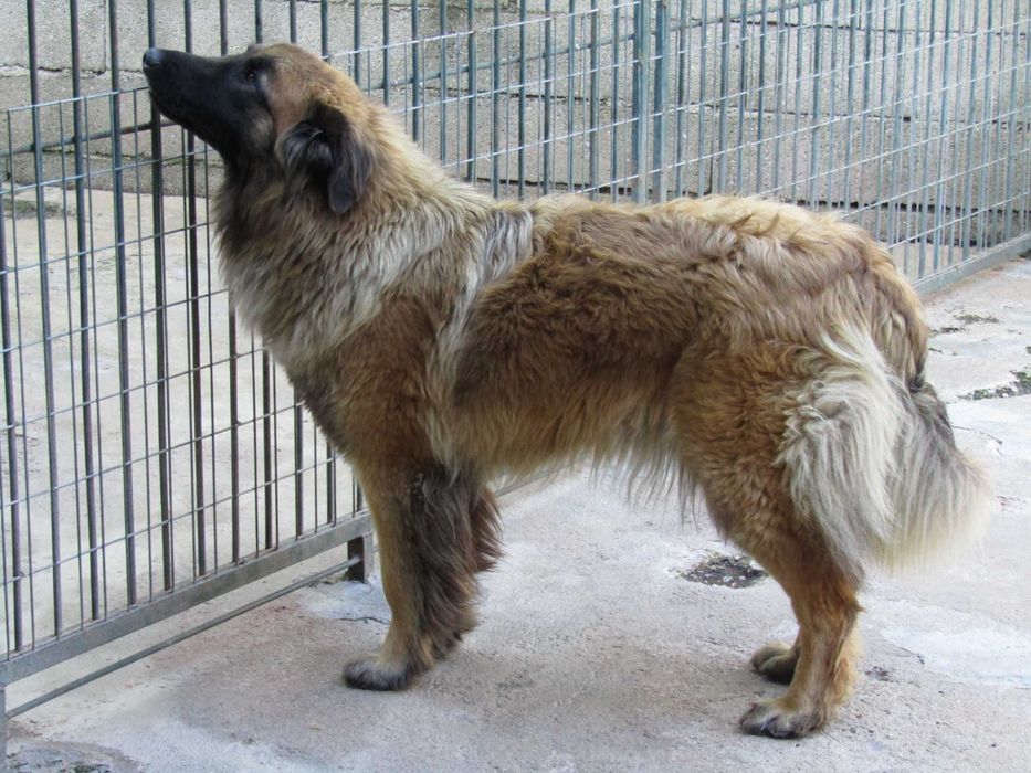 Cão Serra da Estrela com Pedigree/Afixo
