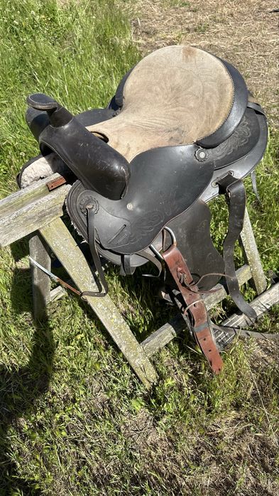 Cela Cavalo Equitação