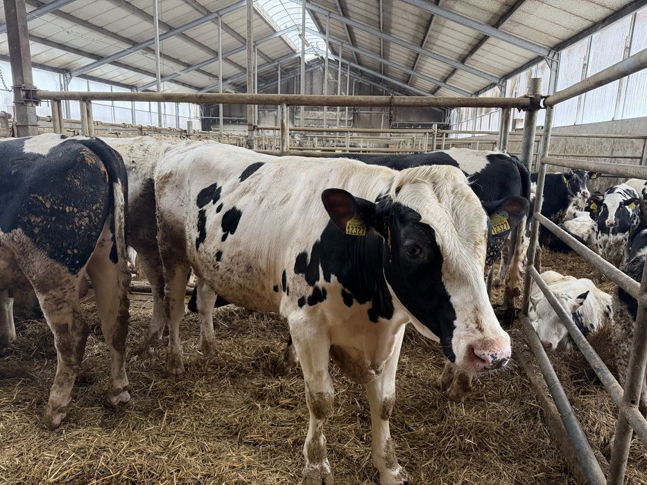 Buhaje rozpłodowe po zarodkach z USA