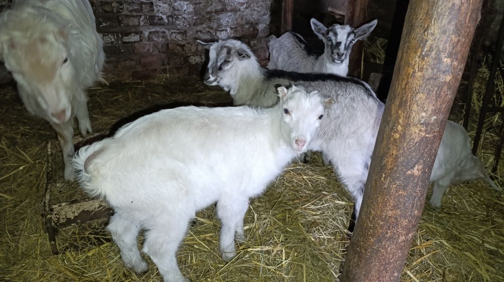 Цапик. Цапики на проведення. Ламанча і альпієць
