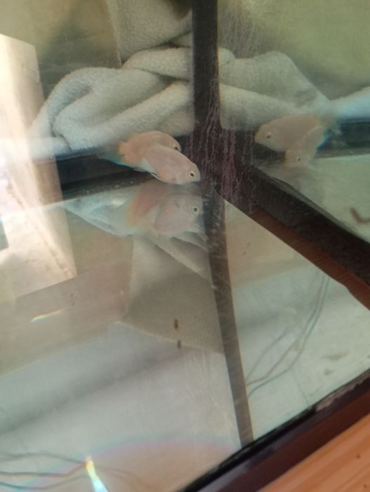 Tenho 3 peixes para troca de outros peixes ou pássaros ou venda urgente