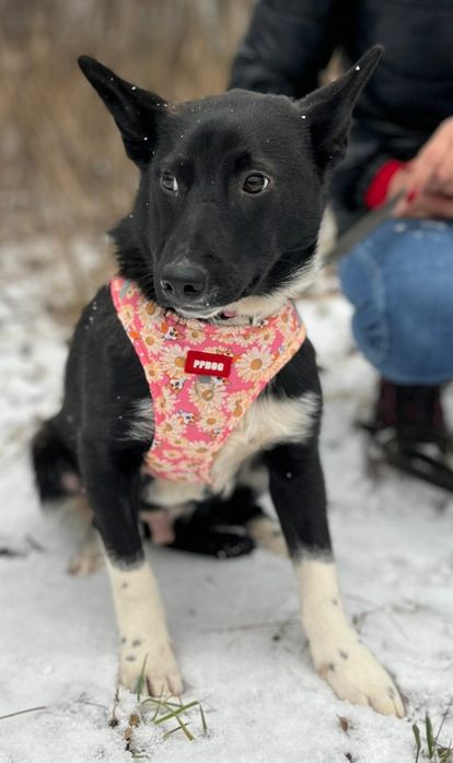 Murzynek błaga o dom ...