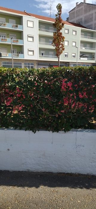 Arbustos ligustrum (acabar)