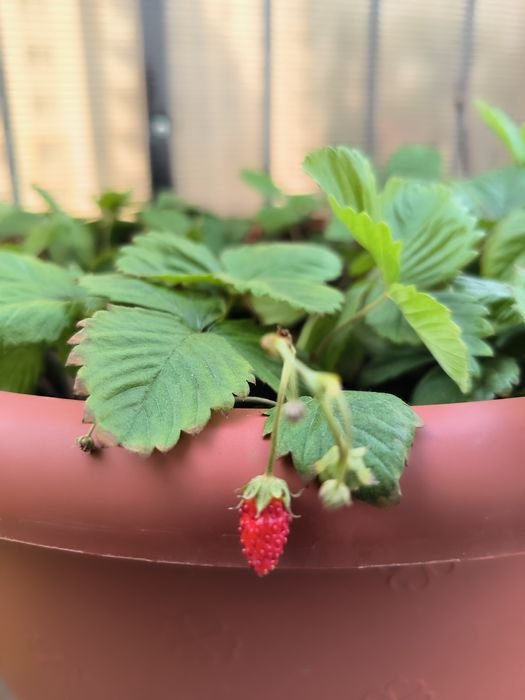 Саджанці суниці Карпатської лісової