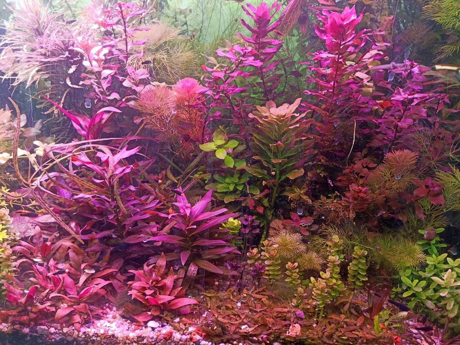 Продам аквариумные растения в ассортименте эхинодорусы, длиностебелька