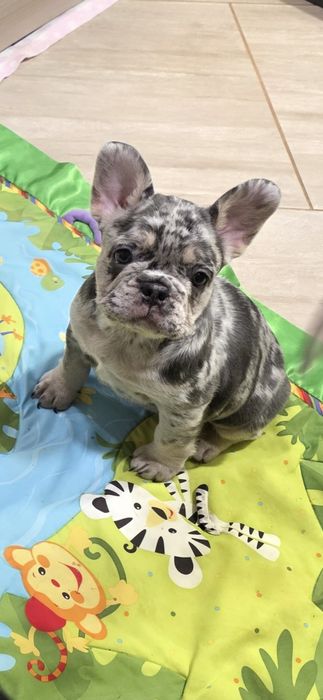 Пепа дівчинка блу мерле