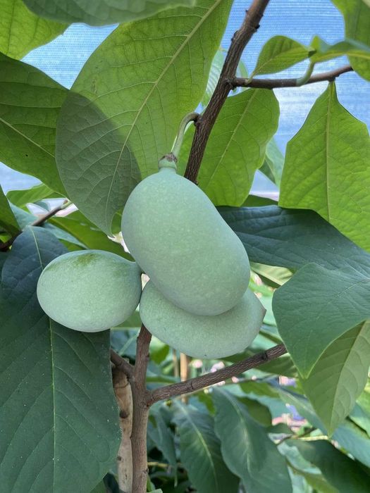 Asimina Triloba (Paw Paw) – Única árvore tropical que resiste ao Frio!
