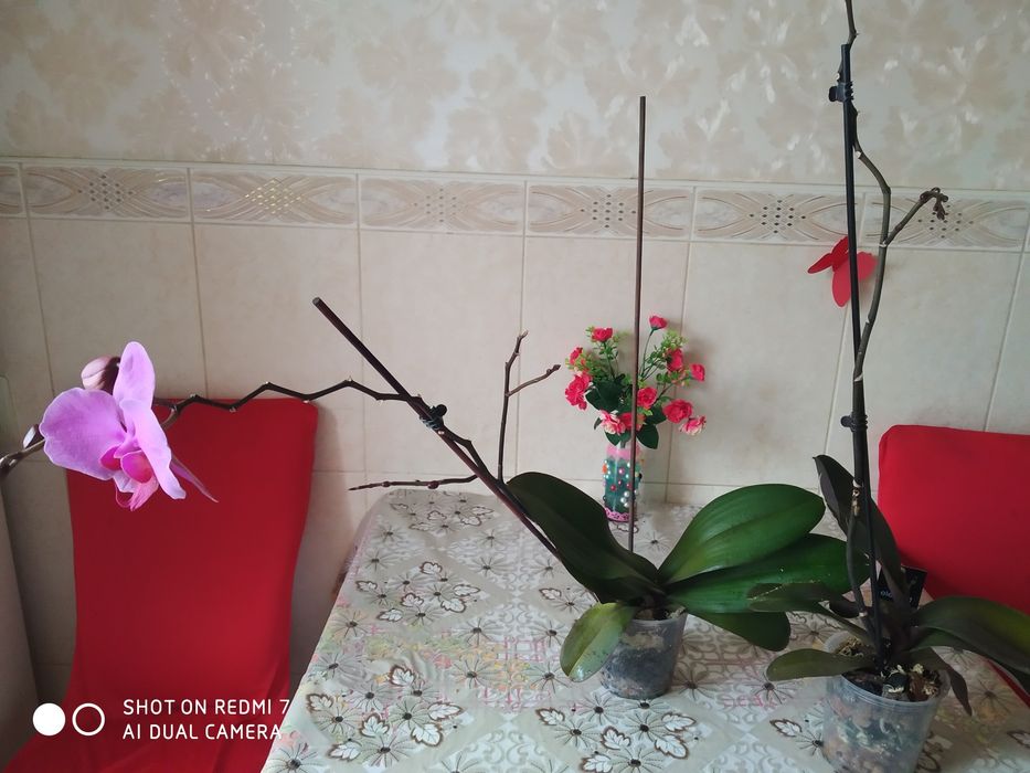 Орхидея фаленопсис