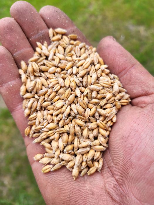 Pszenżyto ozime Tadeus