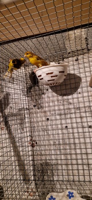 Casais de canarios 2025