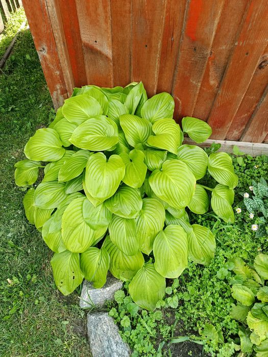 Продам квіти свої садові