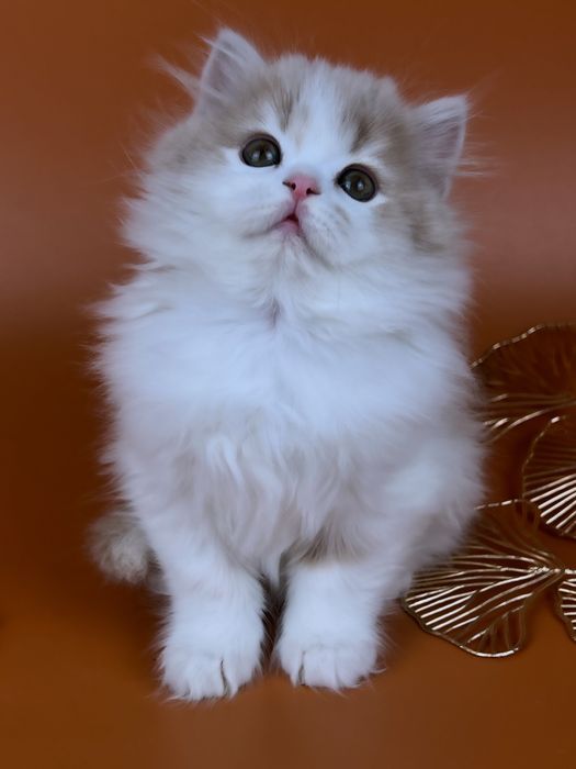 Шотландське кошеня.