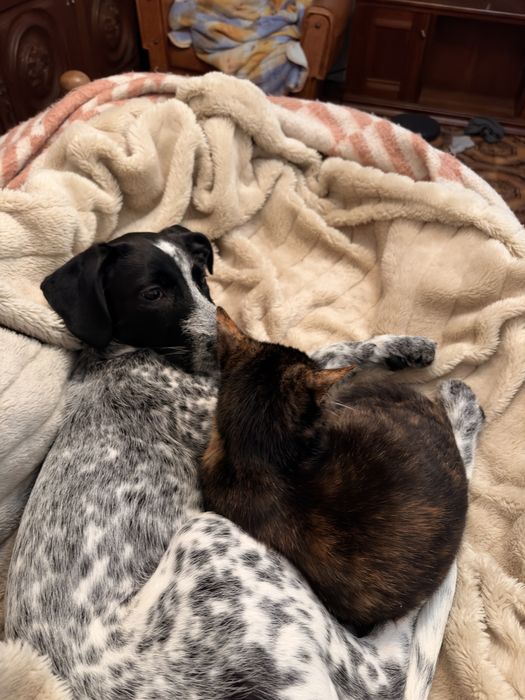 Doa-se Braco Alemão