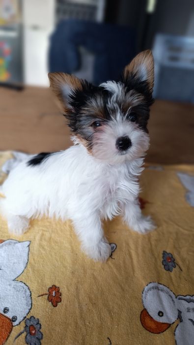 Biewer Yorkshire Terrier ZKwP/FCI