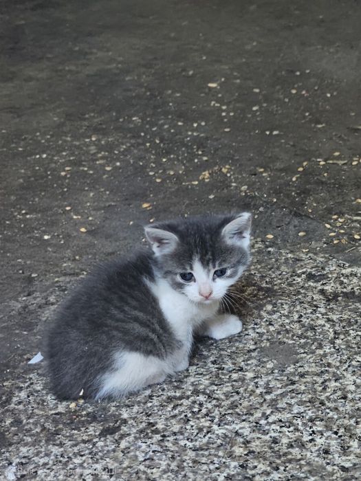 Кошенята котики