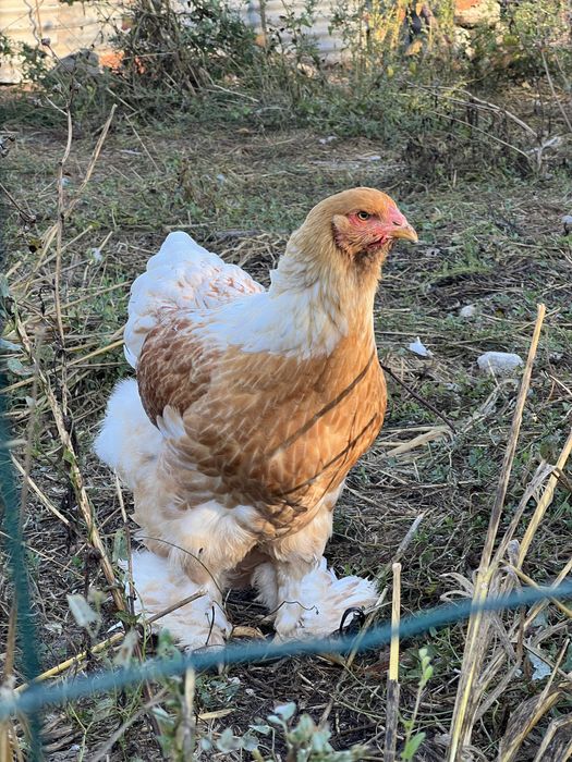 Pintos brahma red pyle