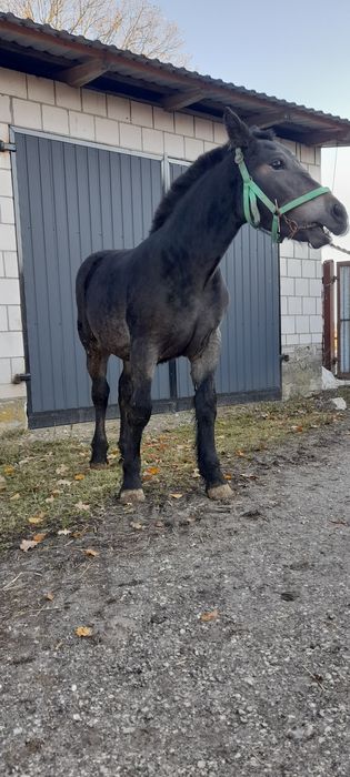 Zrebica zimnokrwista