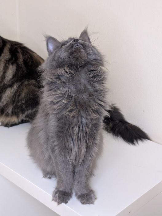 ELSA niebieska kotka Maine Coon. Zapraszamy