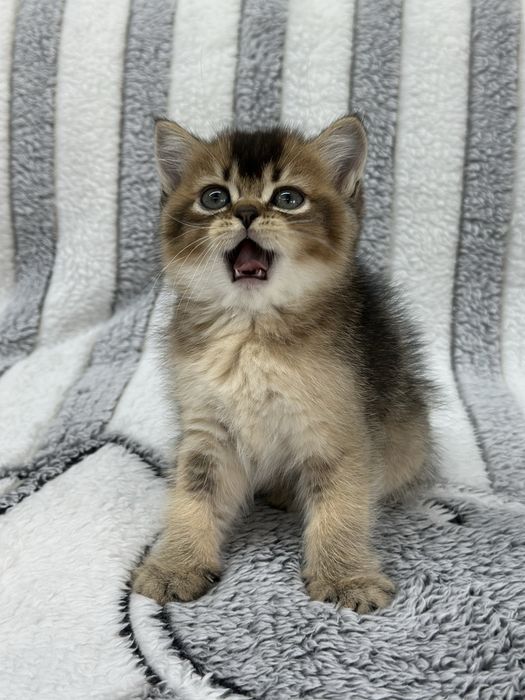 Шотландські кошенята