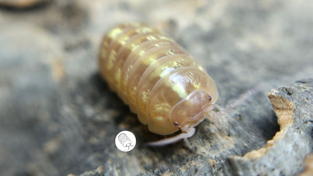 Isopody, prosionki Armadillidium Vulgare Albino T+
