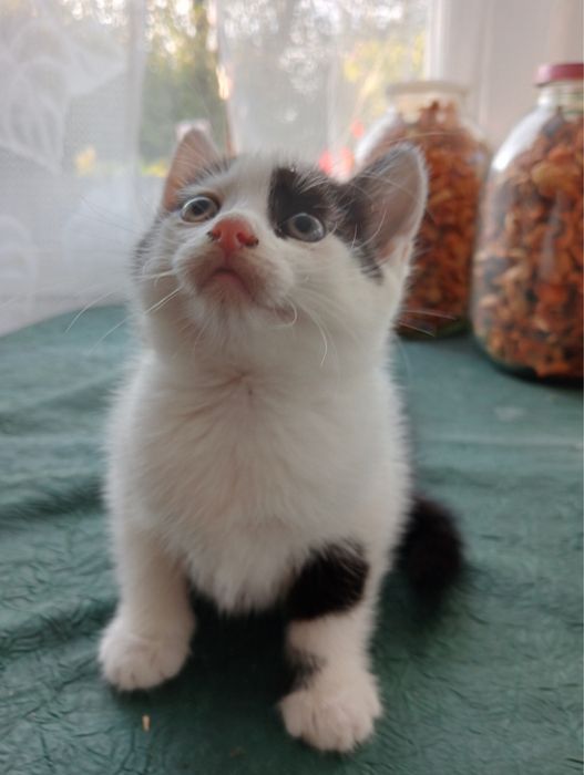 Кішечка. Котик..кошеня