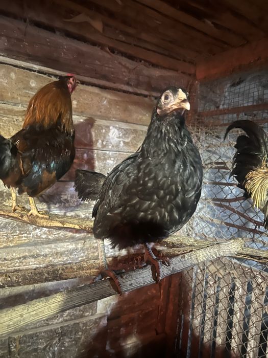 Кури несушки,півні