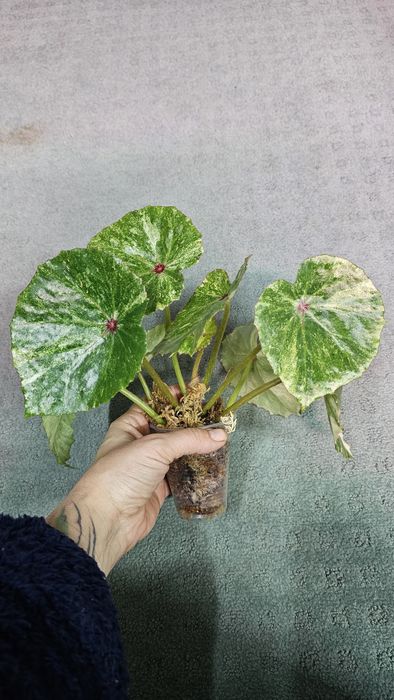 Бегония Руж вариегата, Макулата Мега Дот