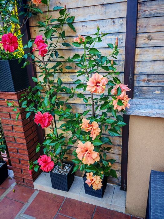 Róża Chińska Hibiskus