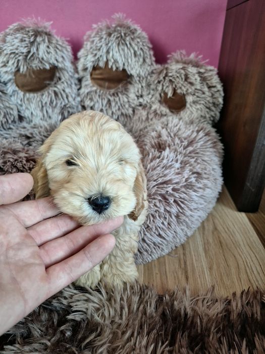 Szczeniak cockapoo