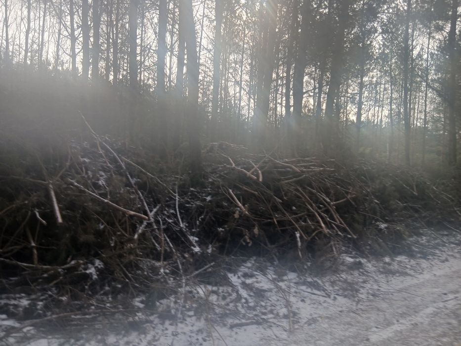 Drzewo drewno gałęziówka biomasa