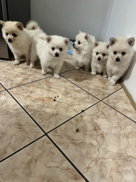 Szpic Niemiecki Mały pomerianin !