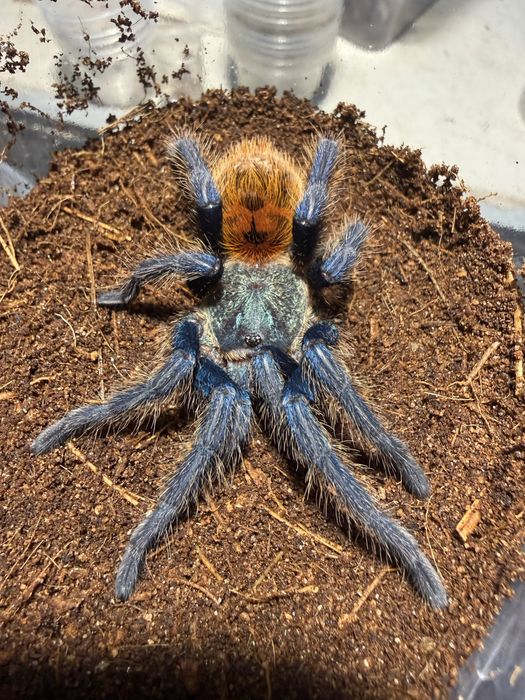 Chromatopelma cyaneopubescens samica 4dc