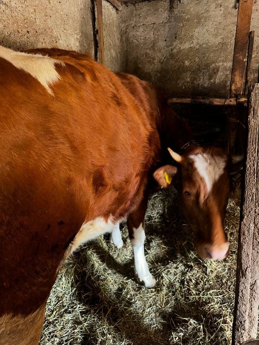 Продається тільна телиця