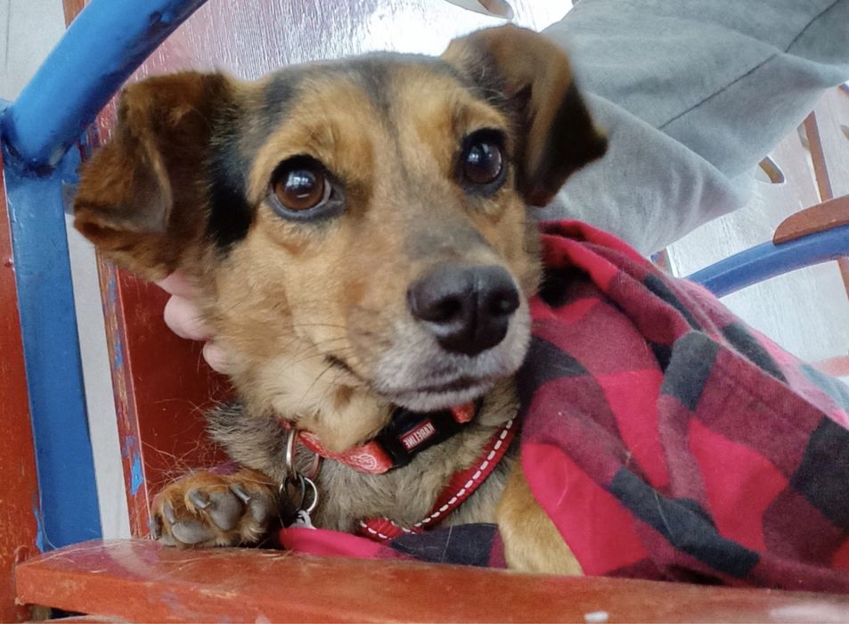 Загубилась собака