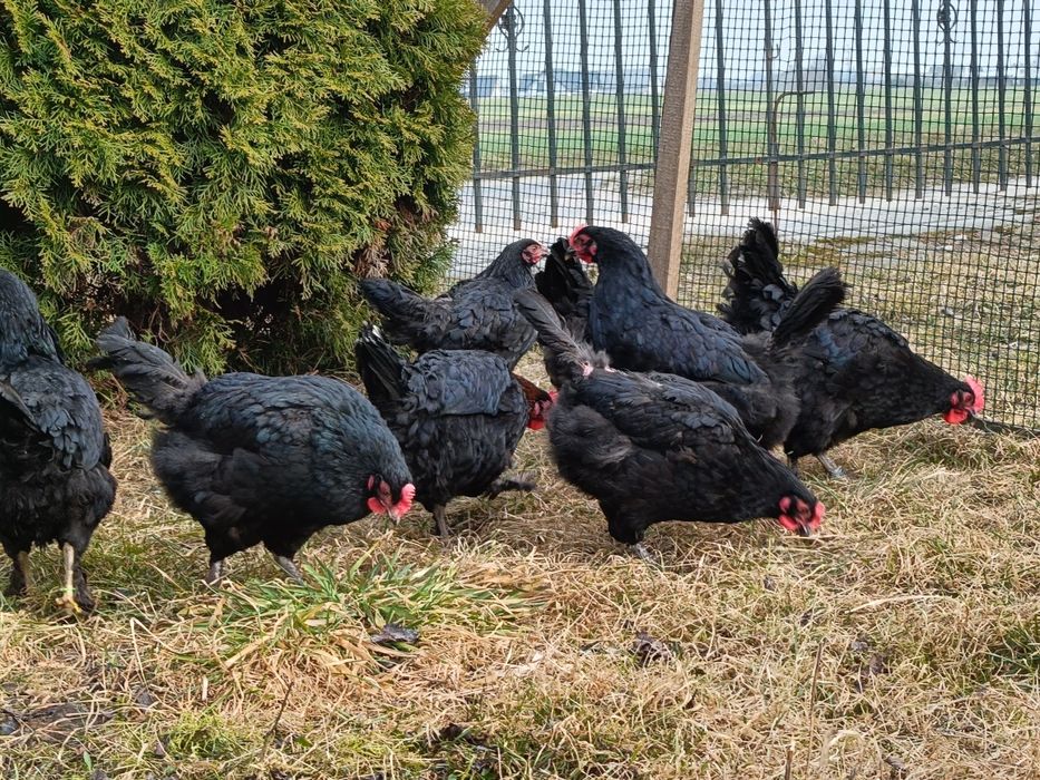 Marans jaja lęgowe czekoladowe jaja