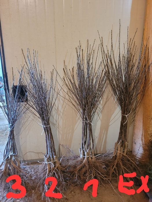 Gospodarstwo Szkółkarskie oferuje sprzedaż drzewek owocowych