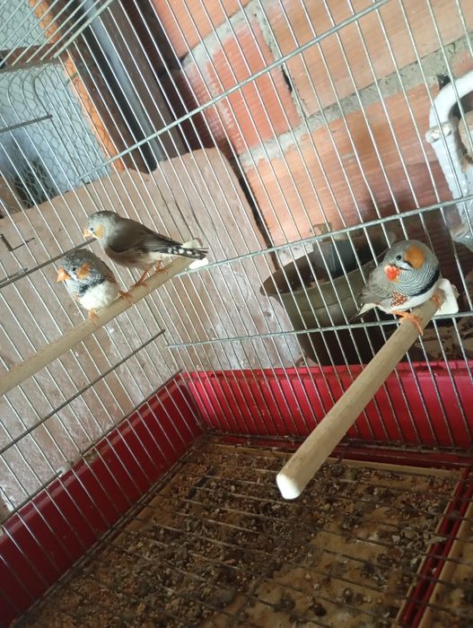 Vendo mamnderins machos